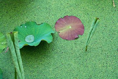 《黑暗之魂3》“血源诅咒”风格单人MOD试玩版发布